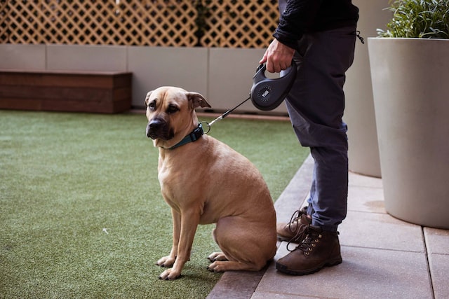 tug-pet-products-XB5d-wHKOaw-unsplash